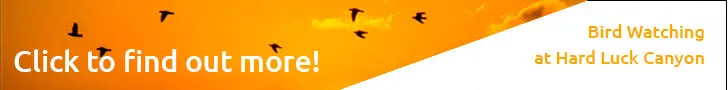 Ad regarding bird watching in Hard Luck Canyon. A photo of birds flying accross a susnet.