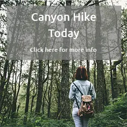 Photo of woman walking through a forest full of deciduous trees.